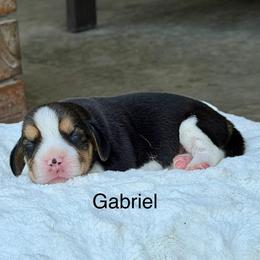 Gabriel - Black tan and white male Beagle puppy in Mansfield, Missouri from Rippee Creek Kennel
