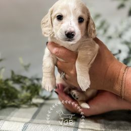 Dachshund Puppies from VOB Doxie