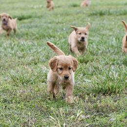 Golden Retriever Puppies from Ivy League Golden Retrievers