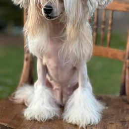 Winnie - Chinese Crested