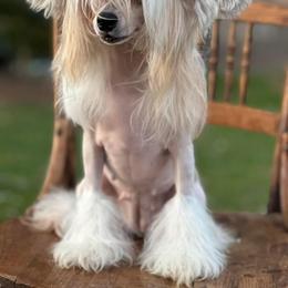 Winnie - Chinese Crested