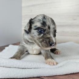 Sierra - Blue merle female Aussiedoodle puppy in Doerun, Georgia from Twig & Tail Puppies