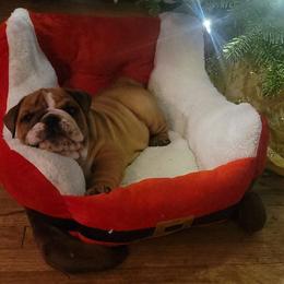 Bulldog puppies from Dazzle's Bulldogs