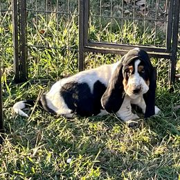 Basset Hound Puppies from Magnolia Basset Hounds