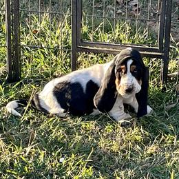 Basset Hound Puppies from Magnolia Basset Hounds