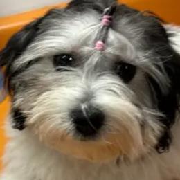 Luna - Coton de Tulear