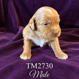 Boy 1 - Chocolate male Australian Labradoodle puppy in Easley, South Carolina from Royal Diamond Australian Labradoodles