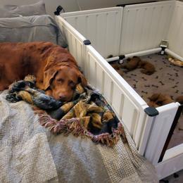 Chesapeake Bay Retriever Puppies from Shore Acres Chesapeakes