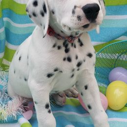 Dalmatian Puppies from Mid-Michigan Dalmatians