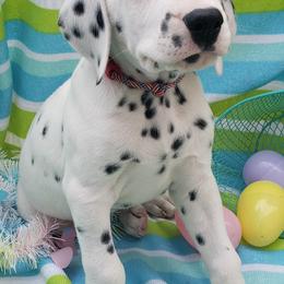 Dalmatian Puppies from Mid-Michigan Dalmatians