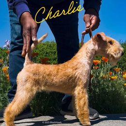 Lakeland Terrier All Grown Up from Cherry Creek Lakeland Terriers