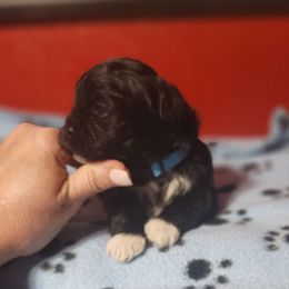 Buddy - Black and white male Shichon puppy in Imperial, Missouri from Shichon Teddybear  puppies of Miss