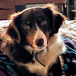 Diva - Australian Shepherd