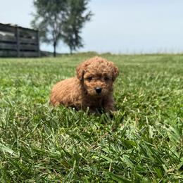 Blue male - Red male Maltipoo puppy in Ludlow, Missouri from Countryside Doodles and Mohr