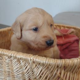 Boy 6 - Golden male Golden Retriever puppy in Grand Meadow, Minnesota from Root River Retrievers