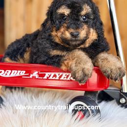 Goldendoodle and Poodle Puppies from Country Trail Pups
