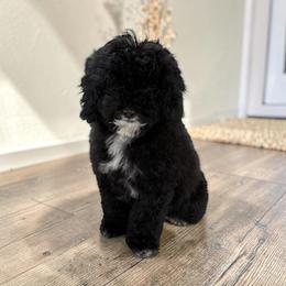 Girl 2 - Black and white female Cavapoo puppy in Maryville, Missouri from Rolling Acres Doodles and Poodles