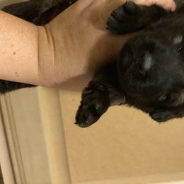 German Shepherd Puppies from Eisenkraft K9’s