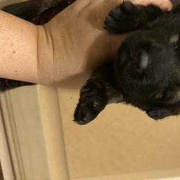 German Shepherd Puppies from Eisenkraft K9’s