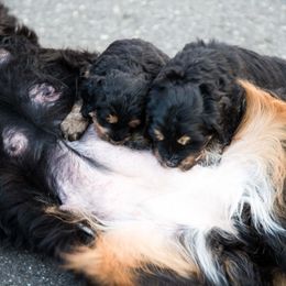 Bernedoodle and Double Doodle Puppies from Cloud Nine Doodles