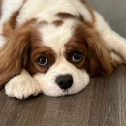 Penny - Cavalier King Charles Spaniel