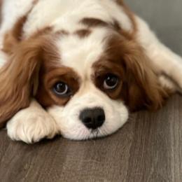 Penny - Cavalier King Charles Spaniel