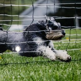 Miniature Schnauzers from Samson's Schnauzers