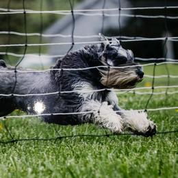 Miniature Schnauzers from Samson's Schnauzers