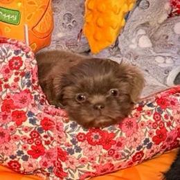 Silver liver - Lilac female Shih Tzu puppy in Citrus Heights, California from The Lion dog Shih Tzu