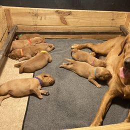 Labrador Retriever puppies from Ritchie Road Labradors