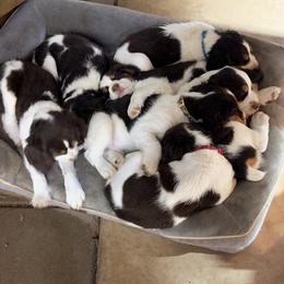 English Springer Spaniel Puppies from Desert Shadow Springers
