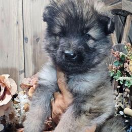 Luna - Black and silver female German Shepherd puppy in Sequim, Washington from German Shepherd Haus