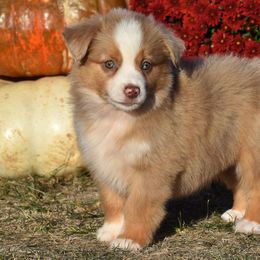Denton - Red merle Miniature Australian Shepherd puppy in Redfield, Kansas from CY Ranch Aussies