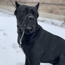 Miles - Cane Corso