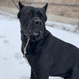 Miles - Cane Corso