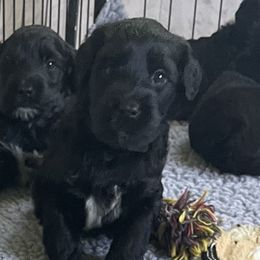 Boy 2 - Portuguese Water Dog puppy in Farmingdale, New Jersey from Blue Run PWD