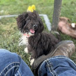 Aussiedoodle, Miniature Australian Shepherd, Poodle, and Toy Australian Shepherd Puppies from Mowry Creek Mini Aussiedoodles and More