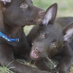 Australian Kelpies from Kanati Kelpies