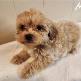Cocoa - Fawn male Companion Cross puppy in Richmond, Missouri from Natalie's Happy Fur Paw's