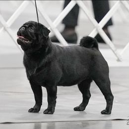 Whoopi - Pug