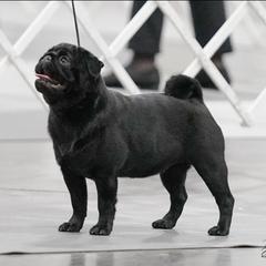 Whoopi - Pug