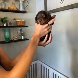 Oaggie - Chocolate male Dachshund puppy in Nashville, Arkansas from Dixies Dachshunds