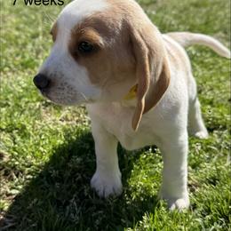 Haven AKC - Lemon and white female Beagle puppy in Rogersville, Missouri from Hales Little Beagle Haven