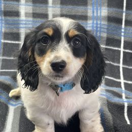 Dachshunds from Lady Maye Dachshund's