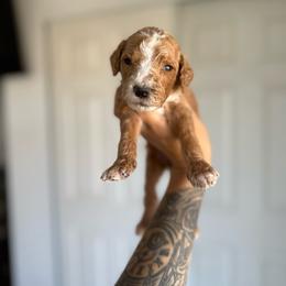 Cross - Red  male Goldendoodle puppy in Waterford, California from Alvdoodles