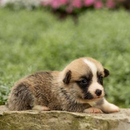 Denali - Red male Pembroke Welsh Corgi puppy in Narvon, Pennsylvania from Corgi Companions