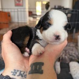 Flurrie - Black tri female Miniature American Shepherd puppy in Phoenix, Arizona from Outlaw Minis