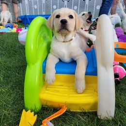 Labrador Retriever Puppies from Destiny Labradors