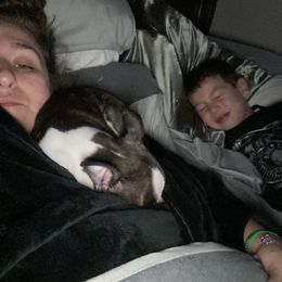 Boston Terrier Puppies from Christina's Boston Terriers