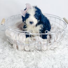 Bernedoodle, Cockapoo, and Goldendoodle Puppies from Danie’s Darling Doodles LLC